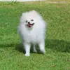 Peter.Spitz - @peter.spitz - TikTok