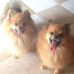 Scott e Peter 🐾 - @scott.peter.spitz - Instagram