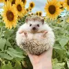 Peter.I.Staker - @peter.i.staker - TikTok