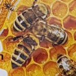 Peter Standish - @petes_bees_ - Instagram
