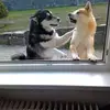 peter - @peterstankoviansk - TikTok