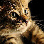 Peter Stenberg - @peter.stenberg - Instagram