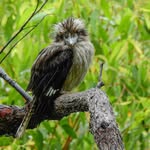Peter Stevens - @peterstevensnaturephotography - Instagram