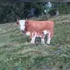 peterstoller658 - @peterstoller658 - TikTok