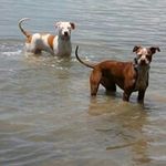 Peter Stowell - @pitbullpete5 - Instagram