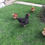 Peter Straughan - @boudicca1971 - Instagram