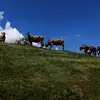 Peter Stricker - @peterstricker - TikTok