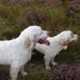 SandraPeter Sweeting - Facebook