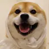 Petertao - @petertaoo - TikTok