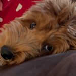 Peter Karahalios - @petertatum0 - Instagram
