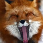 Peter Thiede - @fuchs_der_fox - Instagram