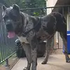 ExoticMonsterMastiffs - @peterthomas67 - TikTok