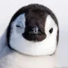Peter Townson - @peter.townson - TikTok