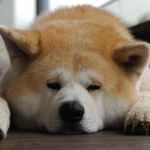 @petertsoi322 - Instagram