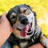 PET_FOR_SALE - @pet_store_usa - TikTok