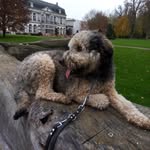 Peter Verseijden - @peterverseijden - Instagram