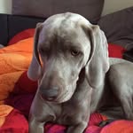 Peter Vollmer - @vollmer62 - Instagram