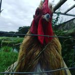 Peter Walden - @kurt.c.hosen - Instagram