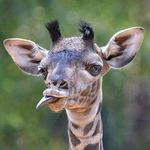 Peter Ward - @peter.ward.zim60 - Instagram