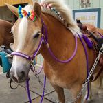 Peter Weber Equestrian Center - @pwecent - Instagram