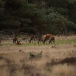Peter Wessels - @natuur_in_europa2022 - Instagram