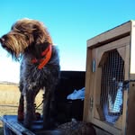 Peter Wilk - @griffguyhuntgriffons - Instagram