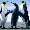 Wil Willard Peter Wee - @wil.willard.peter - TikTok