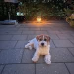 Peter Dines Willesen - @peterwillesen - Instagram