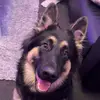 Peter Williamson - @peter.williamson77 - TikTok