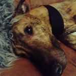 Peter Williamson - @peter.williamson.54922169 - Instagram