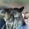 Peter Williamson - @peter.williamson4 - TikTok