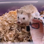 Peter Willie Johnson Elledge🦔🥰🎀💖 - @petertheawesomehedgehog - Instagram