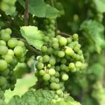 PeterWines - @peterwines.de - Instagram