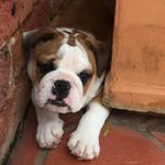 Peter Witten - @nelson_thebullie - Instagram
