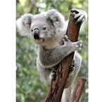 Peter Wright - Facebook