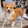 Peter Yang - @peter.yang72 - TikTok