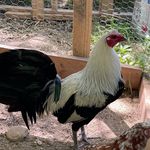 Peter Ybarra - @bangtime_gamefarm - Instagram