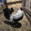 Peter Ybarra - @bangtimegamefarm - TikTok