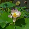 Peter Yip831 - @peteryip831 - TikTok