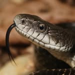 Peter Yu - @overlooked.creatures - Instagram