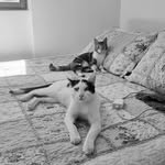 Petra y Arthur 🐈🤍 - @popos.gram - Instagram
