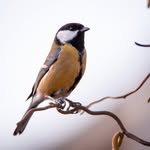 Petra Sollén - @petra__birds - Instagram