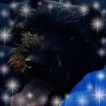 Peta Brewer - @brewerpeta - Instagram