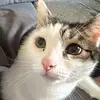 dennis-petra - @dennispetra - TikTok