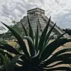 petrafielden - @petrafielden - TikTok