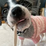 Petra Luna - @farmdog_petra - Instagram