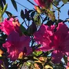 pl.petraluna - @pl.petraluna - TikTok