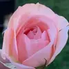 July Muñoz Rangel - @petramunoz0903 - TikTok