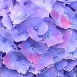 Petra O'Neill - @phoneill02 - Instagram
