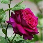 Petra Perales - Facebook